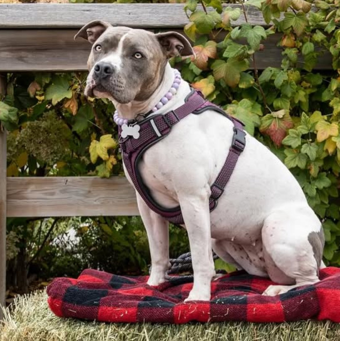 Dog sitting on a red and black checkered blanket with a wooden bench and greenery in the background