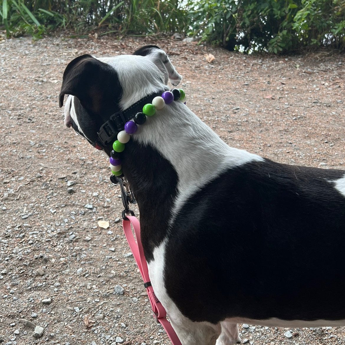 Dog Standing with colorfull beaded pet collar on the dyke.
