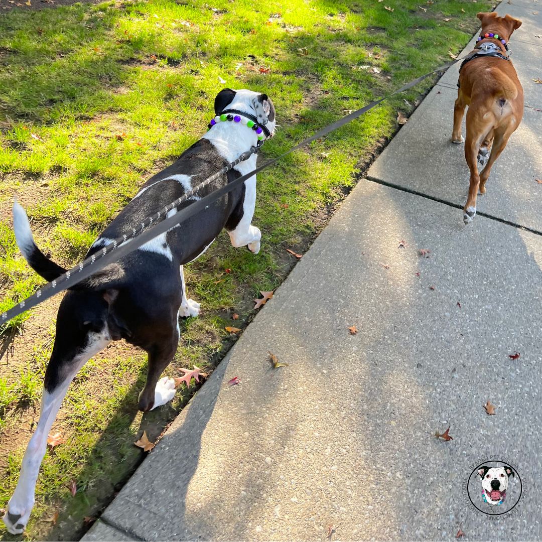 Pitbull mix breed dogs wearing slip on beaded dog collars while walking.