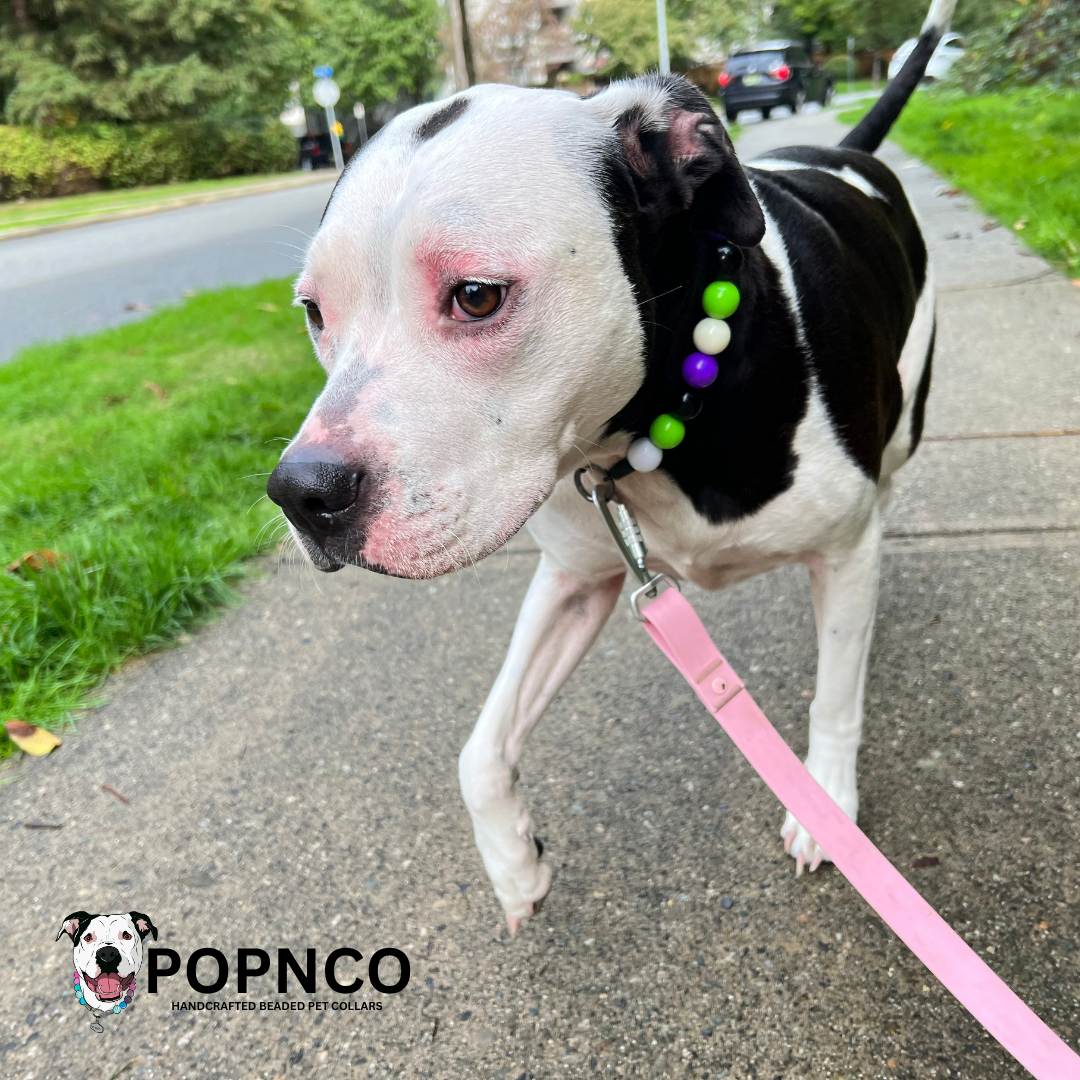 Pitbull,Boxer, Great Pyrenees Mix Rescue Dog wearing the Zombie Slip on Beaded Dog Collar. Collar colours are black, white, green and purple.