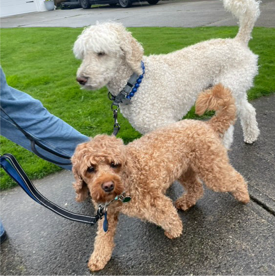Two dogs on a leash on a sidewalk with grass and a road in the background.