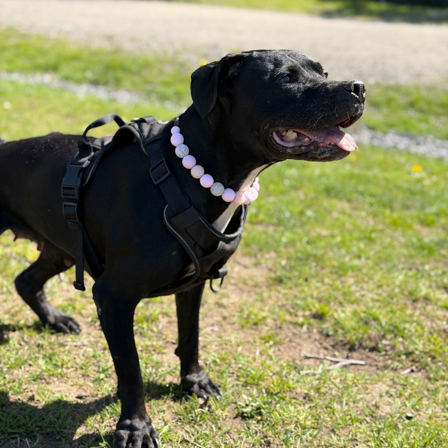 Black dog wearing a harness and white beads in a grassy outdoor setting, wearing the Pink Sugar waterproof beaded pet collar from POPNCO.