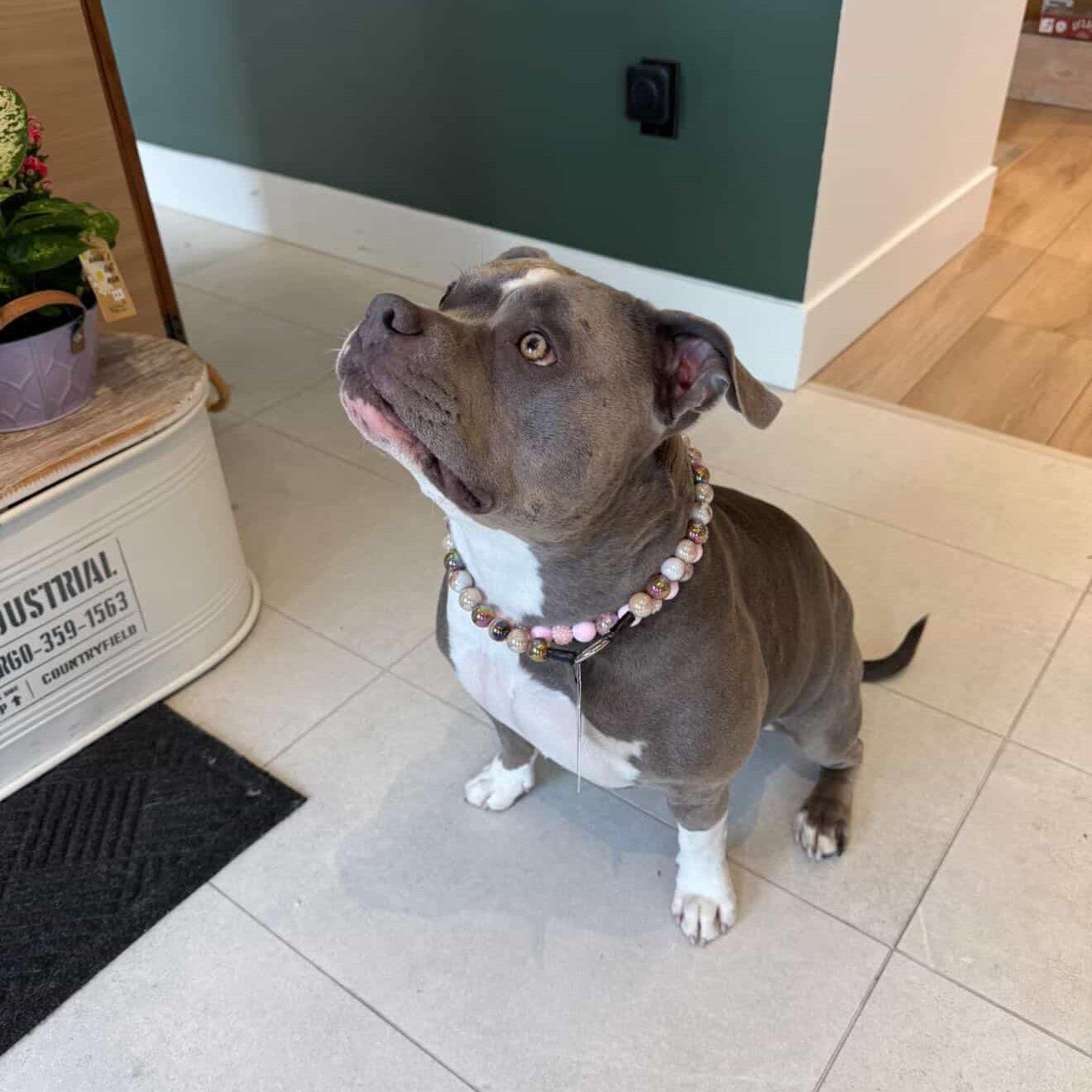 Pitbull wearing the Pink Sugar pink crackle bayberry beaded slip on collar stacked with the Ned collar indoors by POPNCO handcrafted in BC
