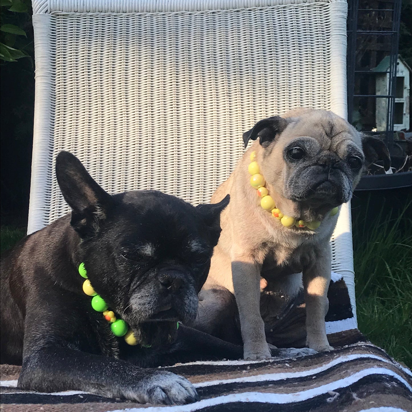 Two dogs wearing Vern and Odessa Yellow stacked beaded dog collars sitting on wicker chair outdoors by POPNCO