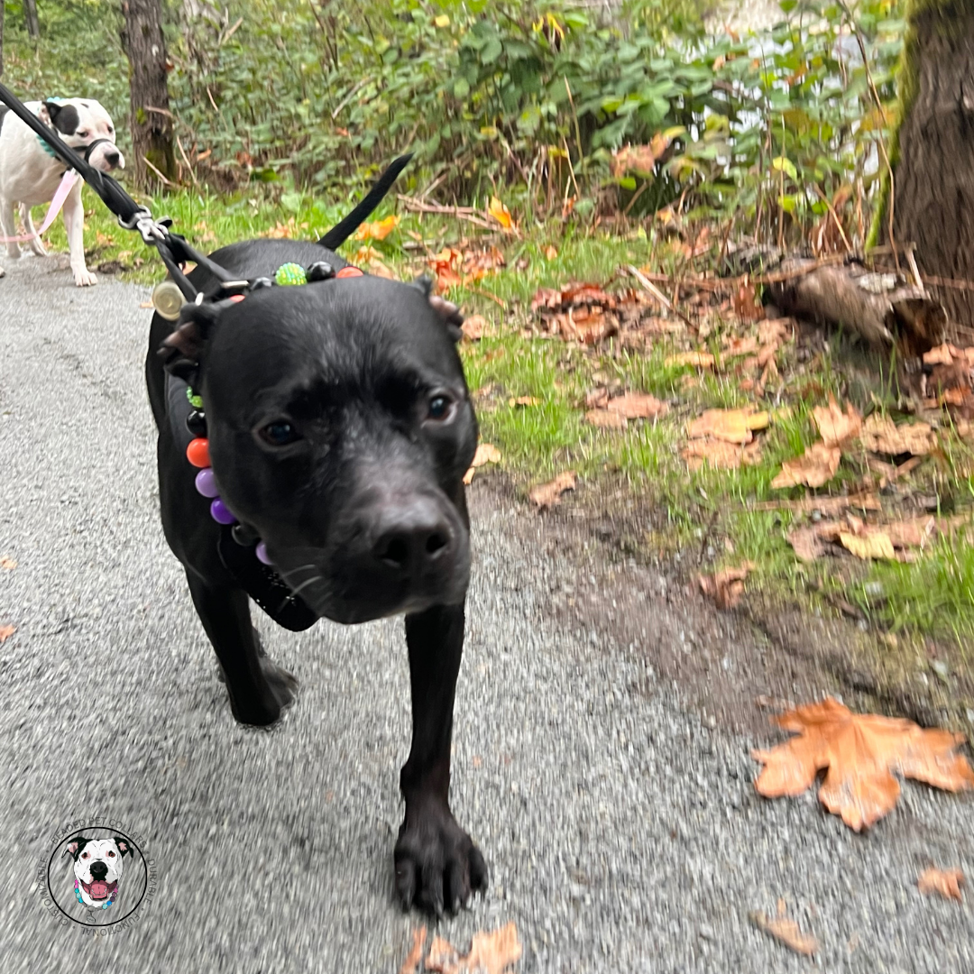 Black pitbull dog walking with a Halloween theme collar.  Slip on acrylic beads in the colours purple, orange black and green. 