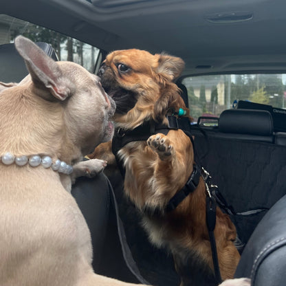 A furry Frenchie and a tan Frenchie wearing slip on beaded dog collars 