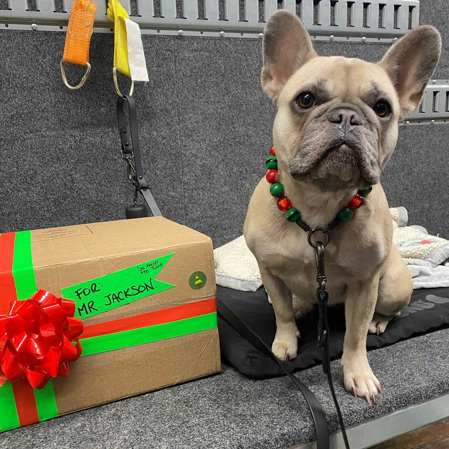 ELF ON A SHELF