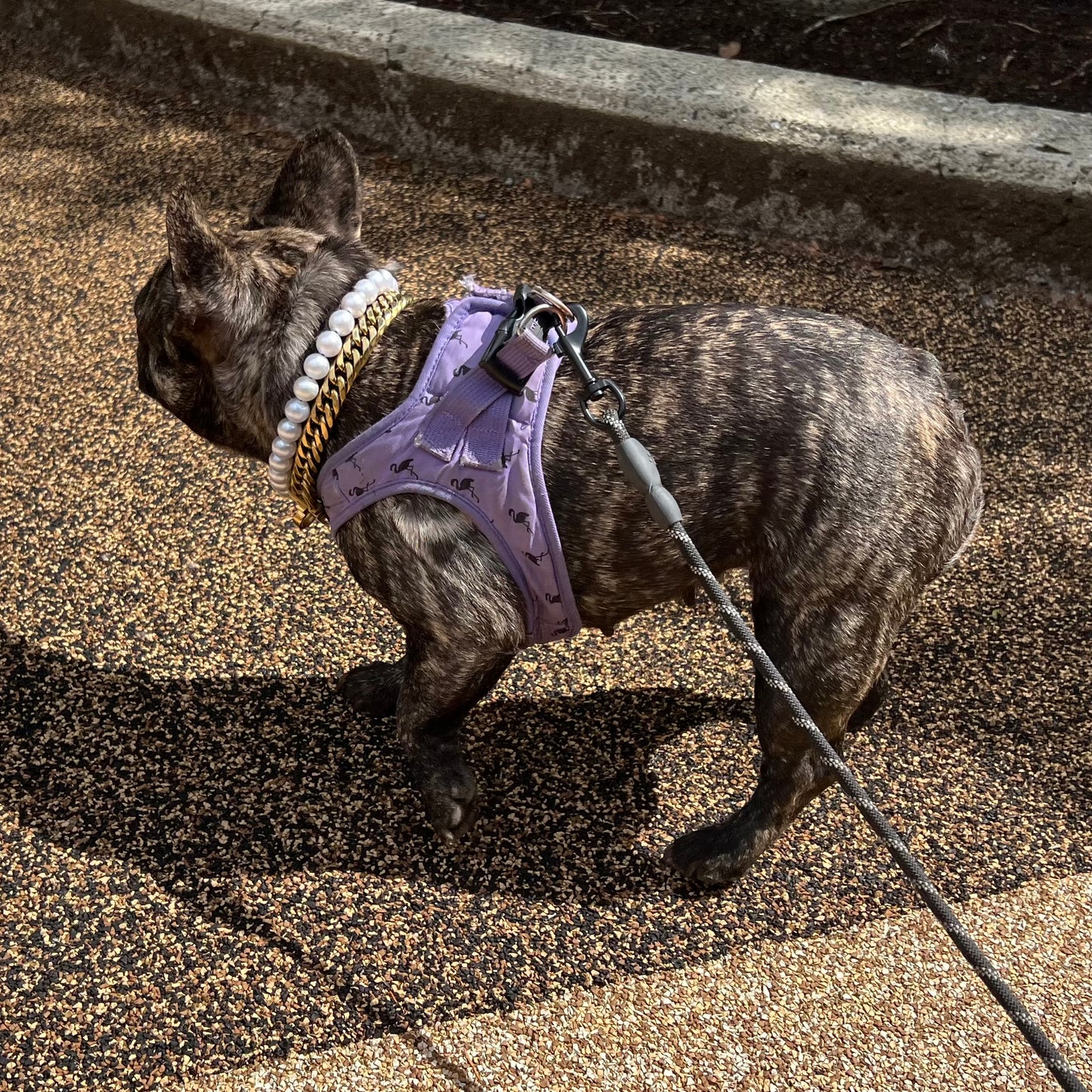 Frenchie wearing a slip on beaded pearl dog collar. 