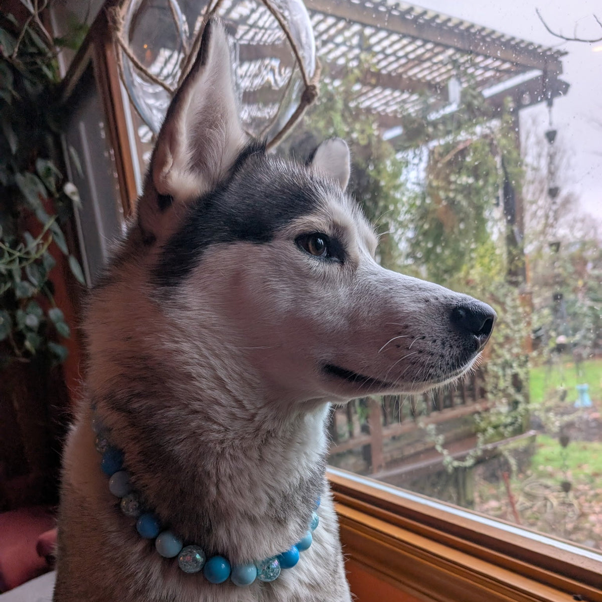 POPNCO Abominable Snowman Winter Holiday Collection Beaded Pet Collar. Blue acrylic and resin beads on aircraft grade stainless steel wire.Dog with a blue beaded collar from POPNCO called Abominable Snowman standing by a window