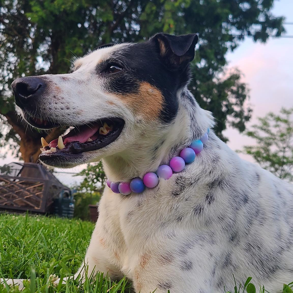 Dog with a colorful beaded collar sitting on grass