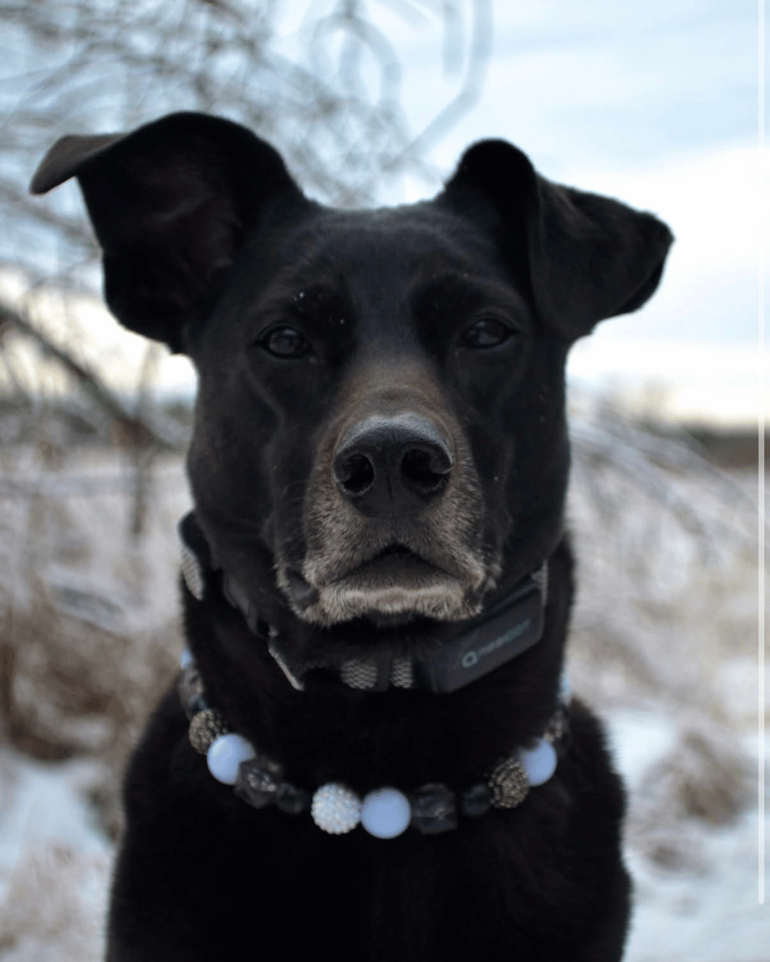 Black dog wearing a Grey and White POPNCO beaded Pet collar named Asher with a snow-covered background