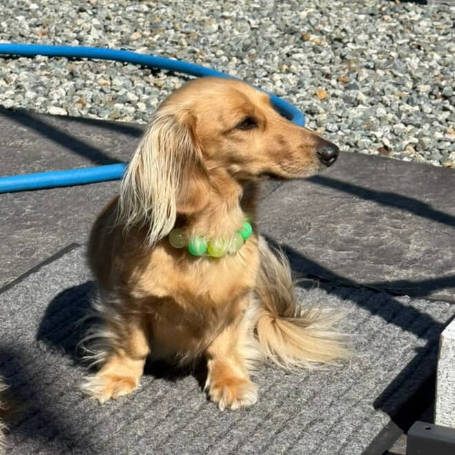 Long-haired dachshund wearing a green collar on a concrete surface with a blue hose in the background.