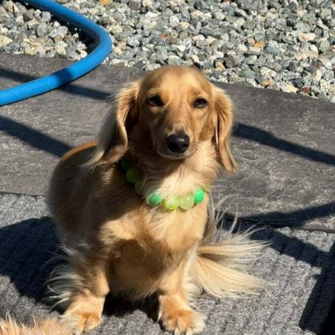 Small dog with a green collar sitting on a concrete surface.