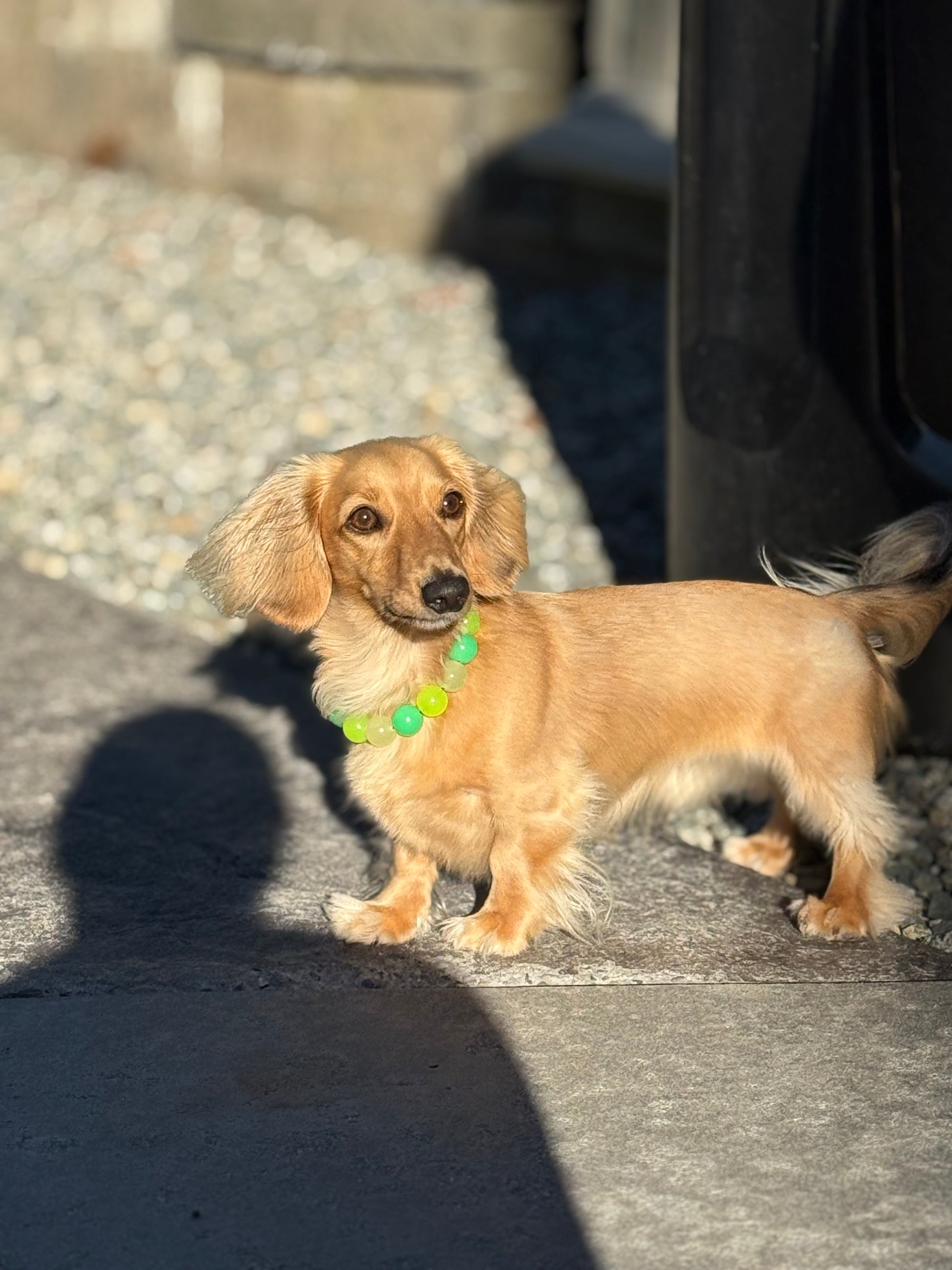 Small dog standing on a pavement with a blurred background