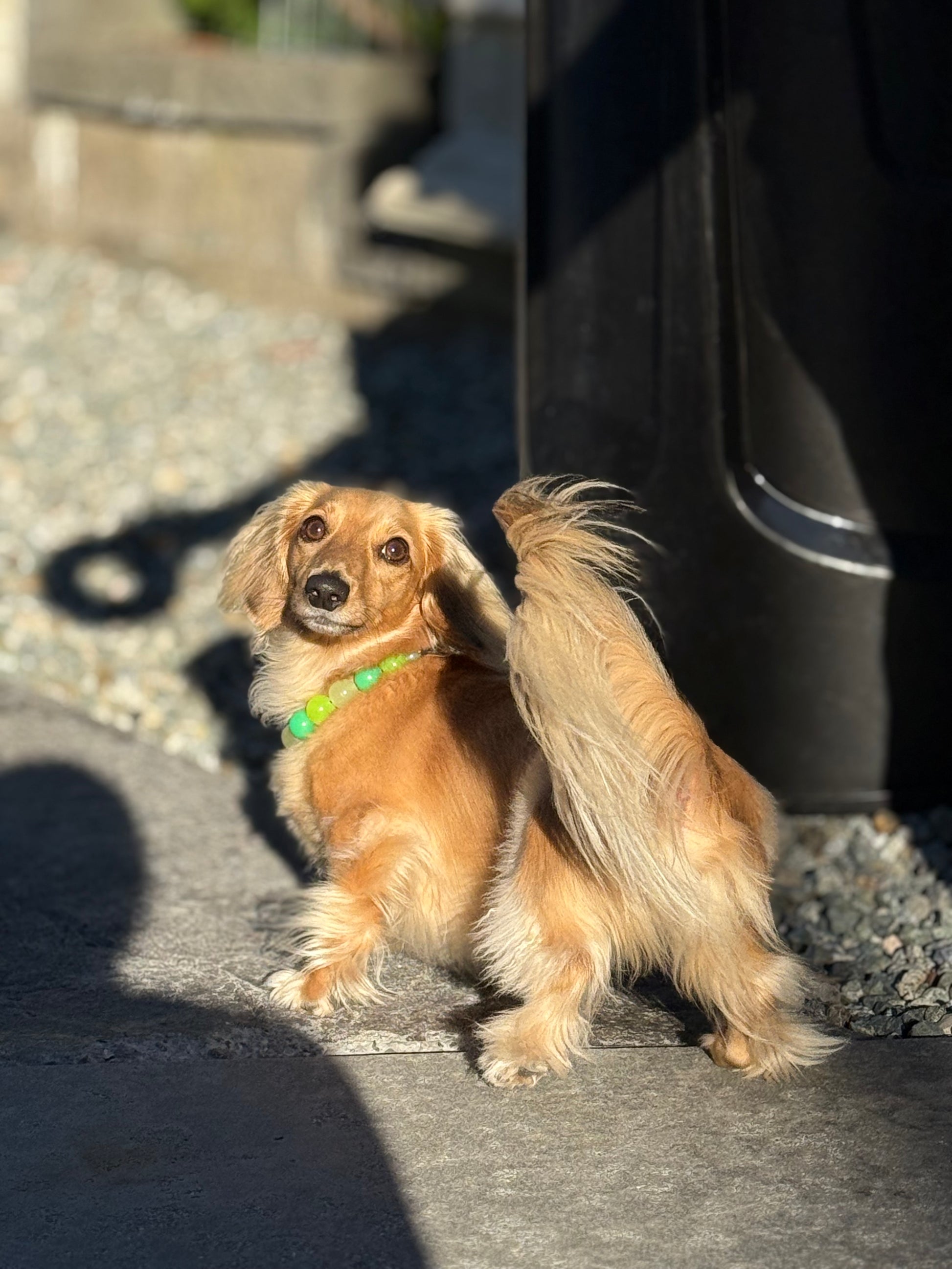 Small dog with a long tail standing on a pavement next to a vehicle.