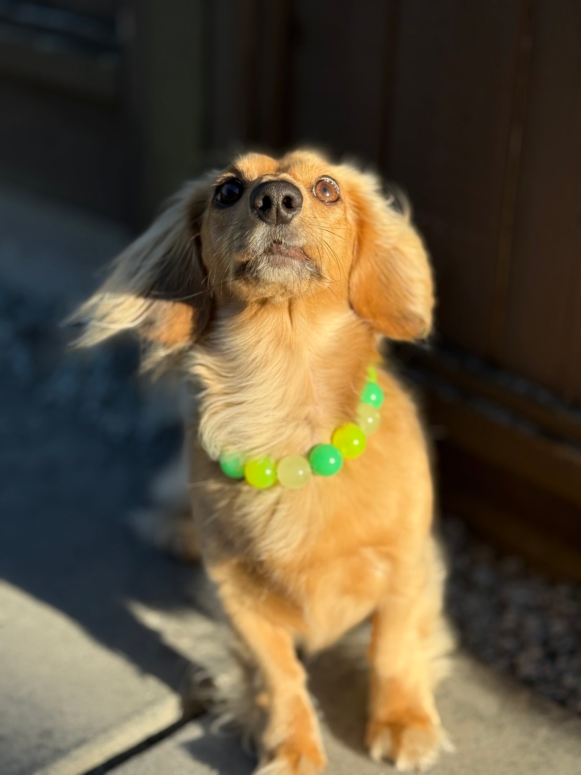 Dog wearing a colorful bead necklace standing on a surface with a blurred background