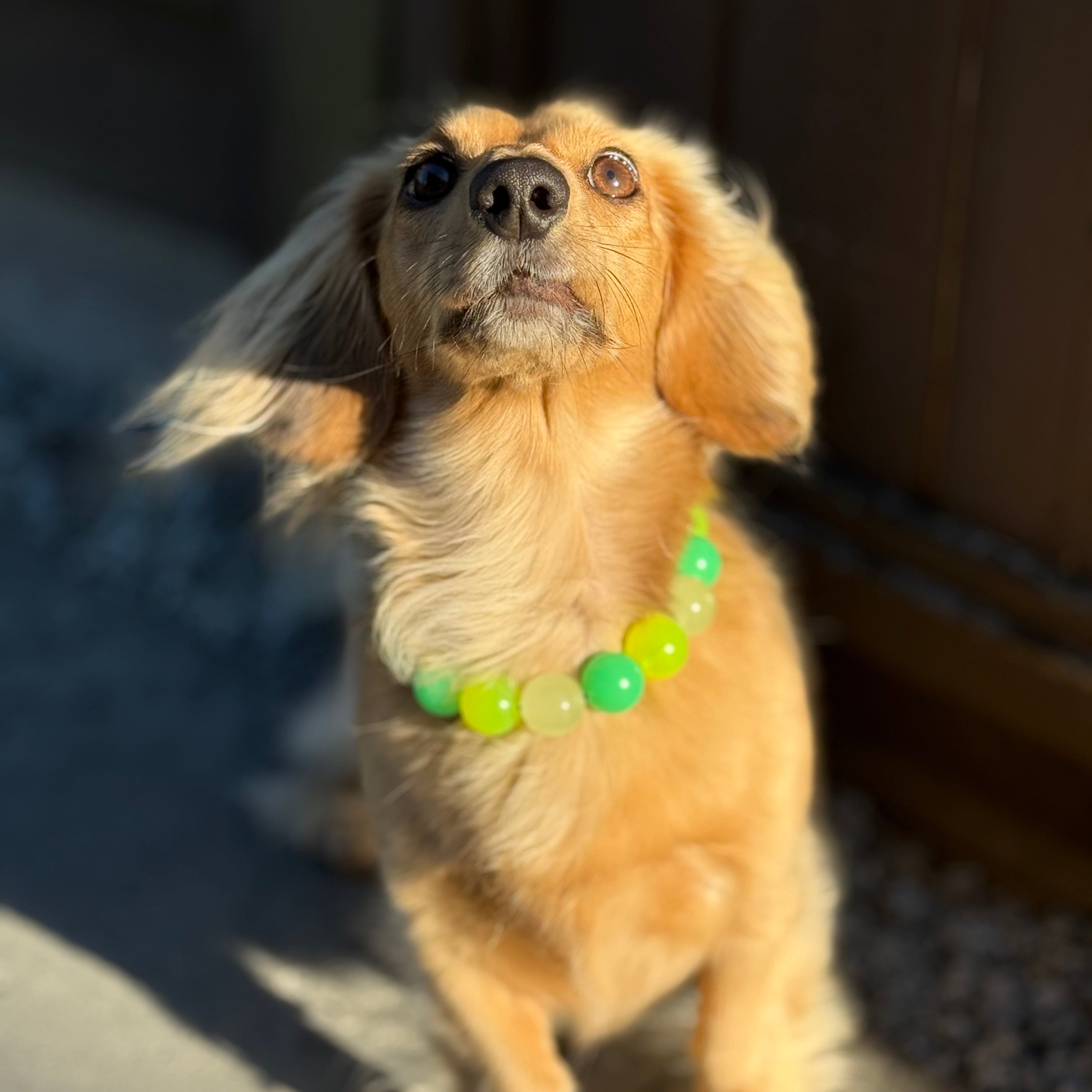 Dog wearing a colorful bead necklace standing on a surface with a blurred background