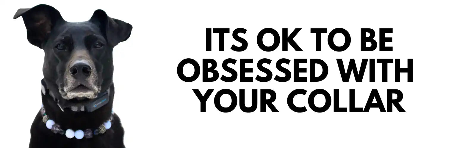 Dog wearing a collar with text 'ITS OK TO BE OBSESSED WITH YOUR COLLAR' on a white background