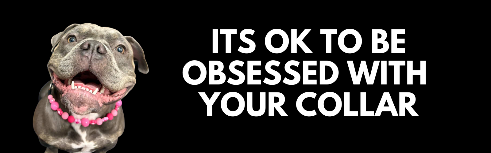 Dog with a pink collar on a black background with text 'ITS OK TO BE OBSESSED WITH YOUR COLLAR'.