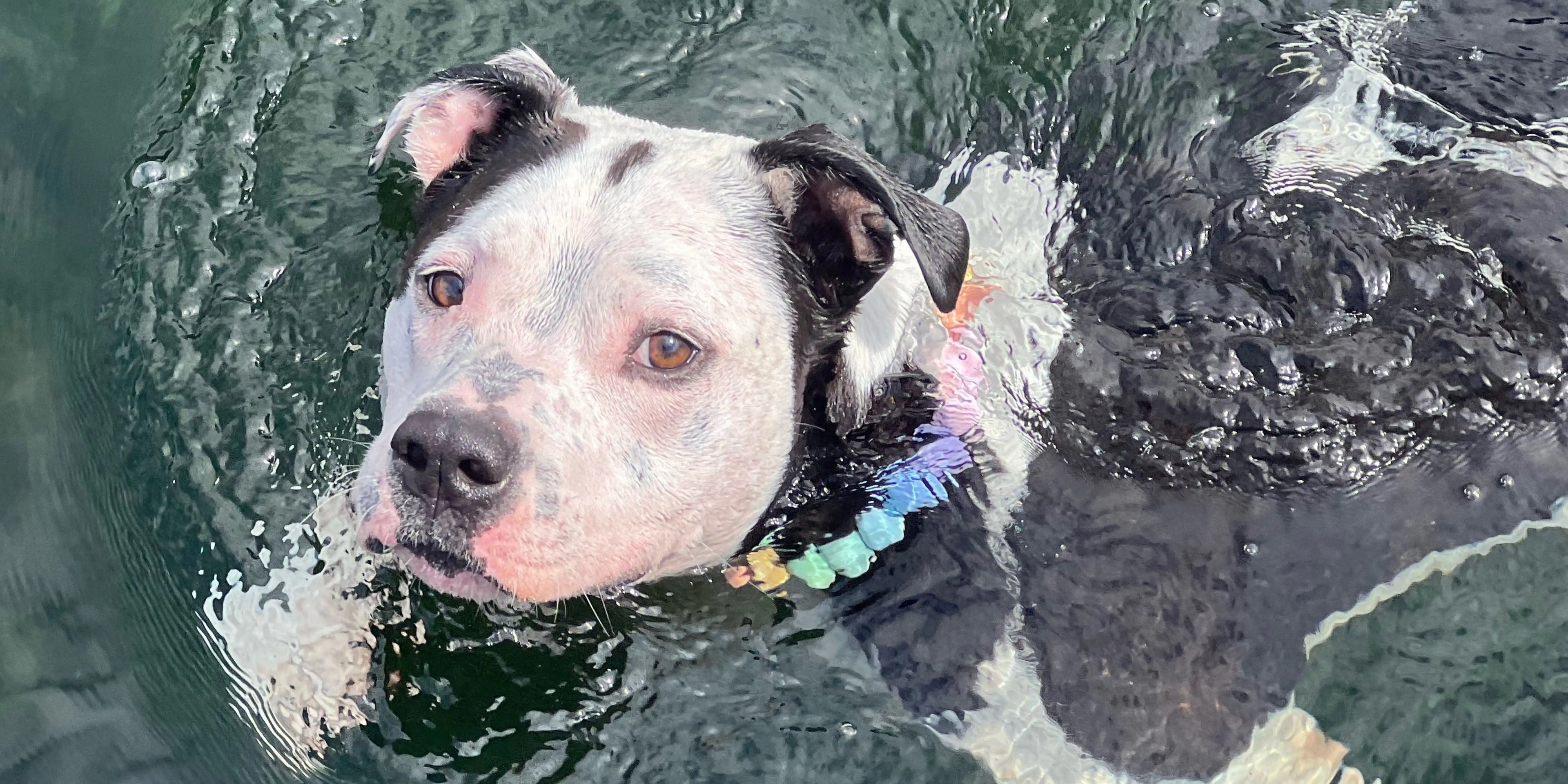 black and white Dog Poppy swimming in water wearing a the pastel rainbow waterproof beaded pet collar from POPNCO