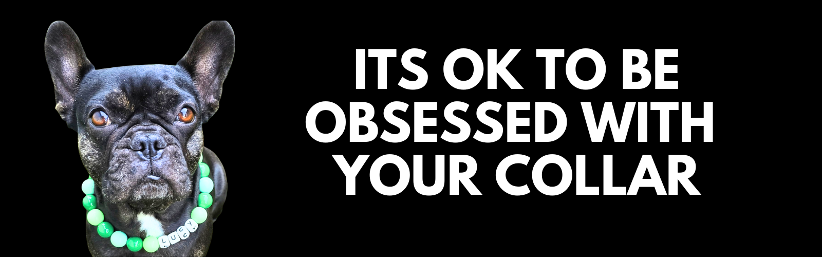 Dog wearing a green collar with text 'ITS OK TO BE OBSESSED WITH YOUR COLLAR' on a black background