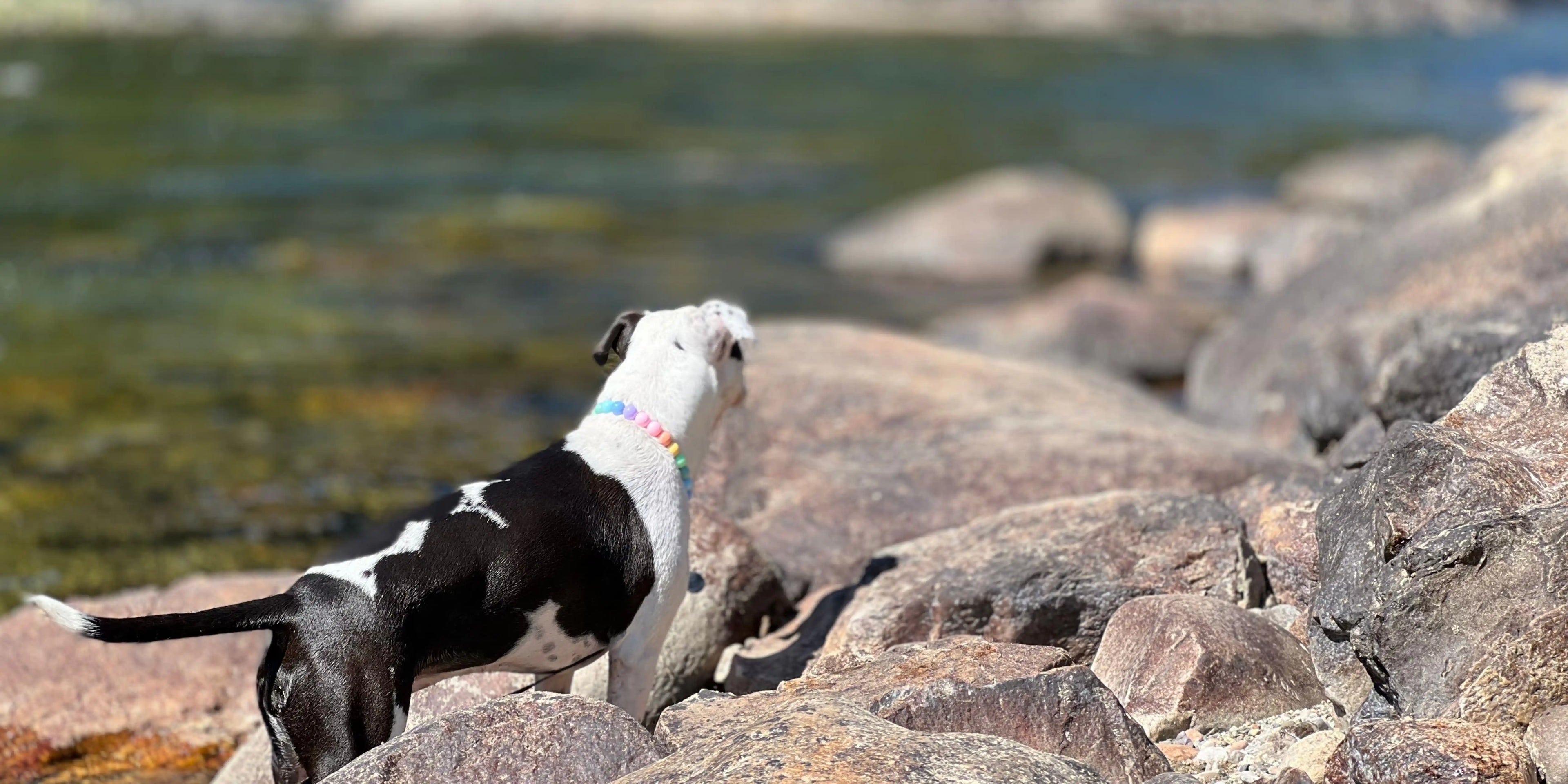 Black and White Dog Poppy wearing a Rainbow Beaded pet Collar named Pastel Rainbow on a rocky surface looking off into the River 