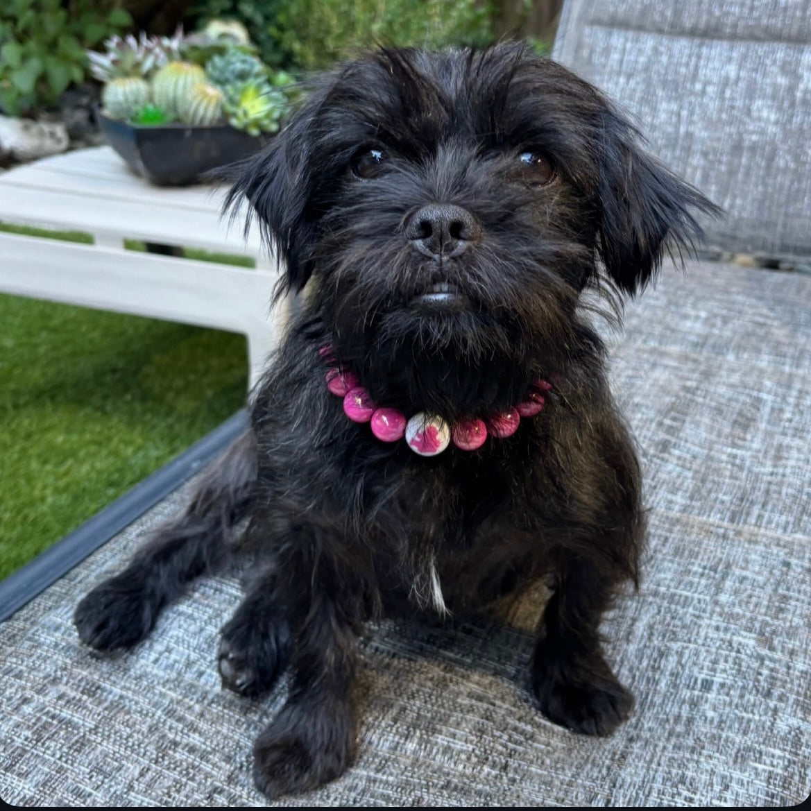 Black dog with a pink collar sitting on a textured surface outdoors.