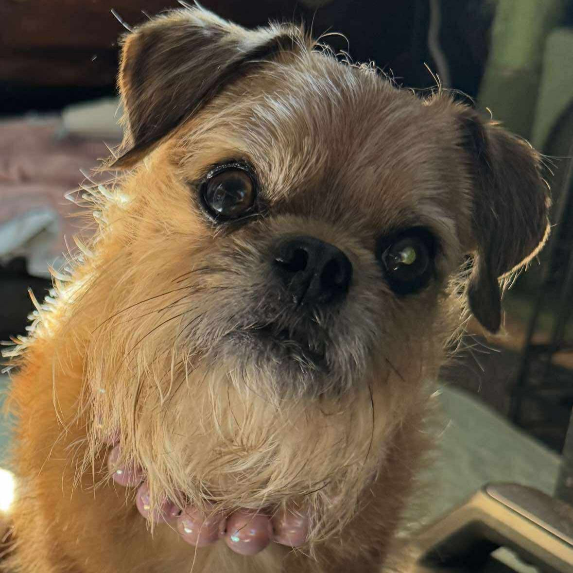 Small dog with a pink collar standing on a carpeted floor next to a radio.