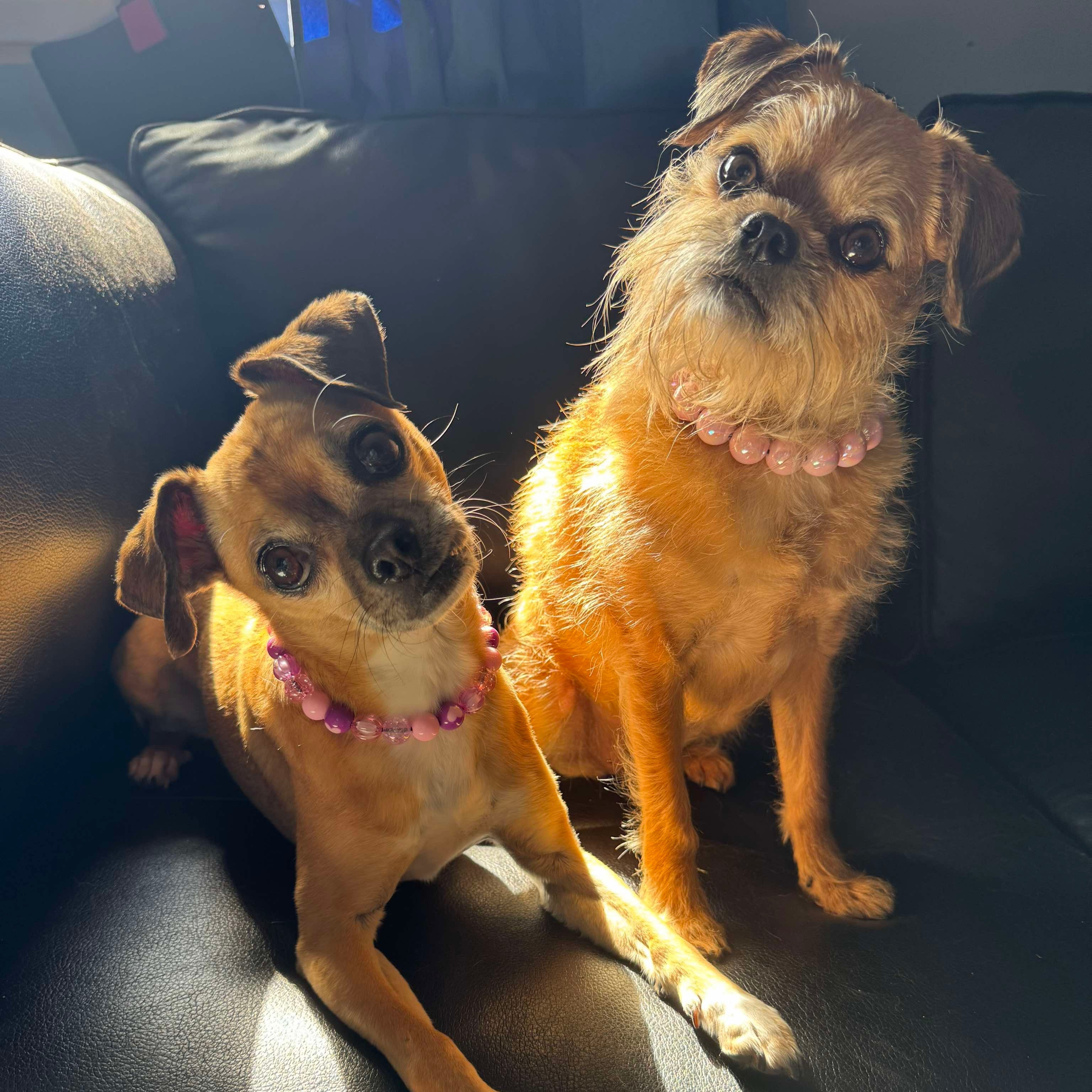 Two small dogs sitting on a dark couch with sunlight filtering through.