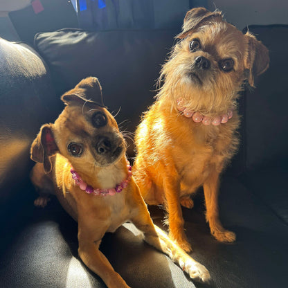 Two small dogs sitting on a dark couch with sunlight filtering through. POPNCO beaded collar, Beaded dog collar, Breathable dog collar, Comfortable Dog Collar, dog collar, Durable dog collar, Easy to clean dog collar, fashion collar, handmade, Pet accessories, pet collar, Slip on dog collar
