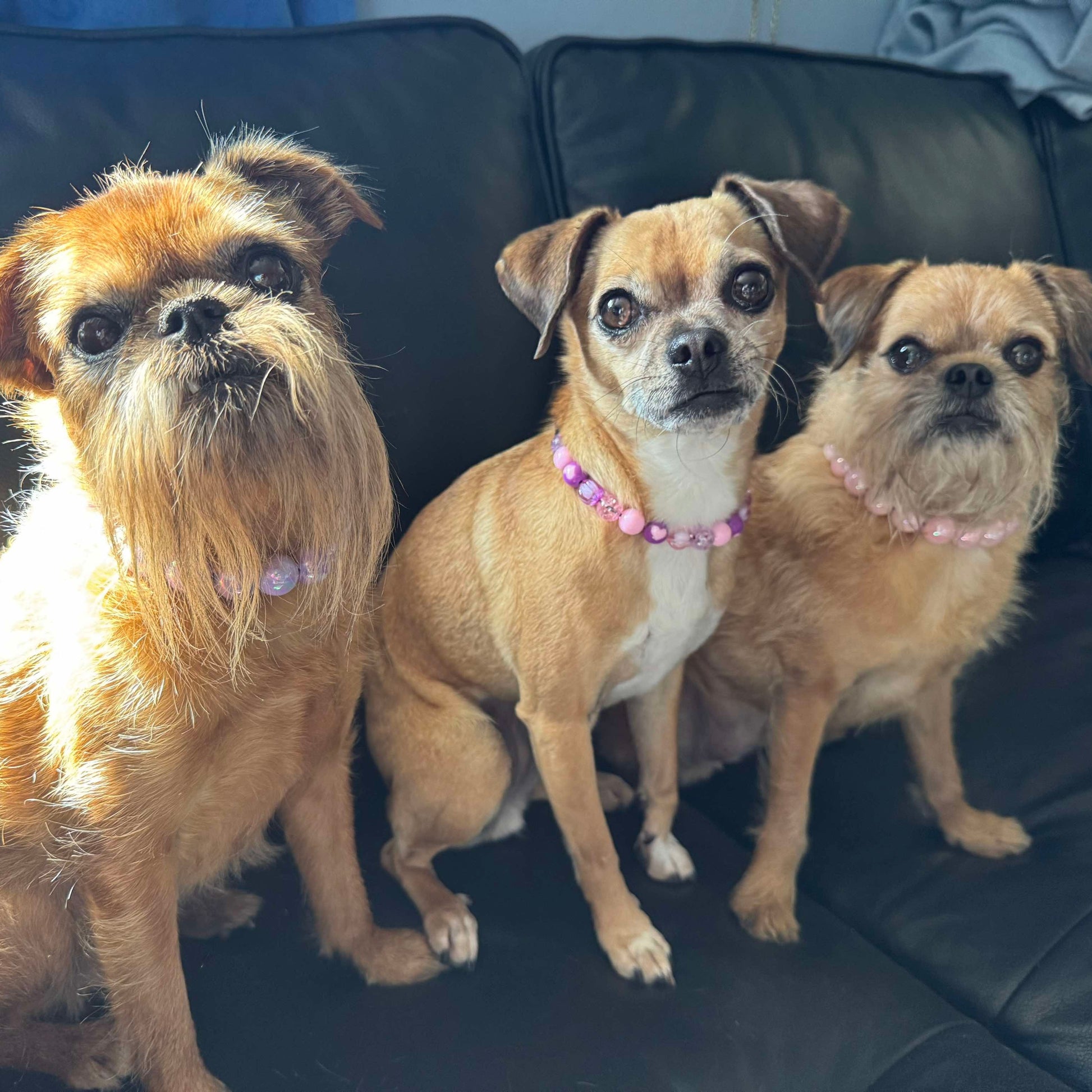 Three small dogs sitting on a black leather couch.