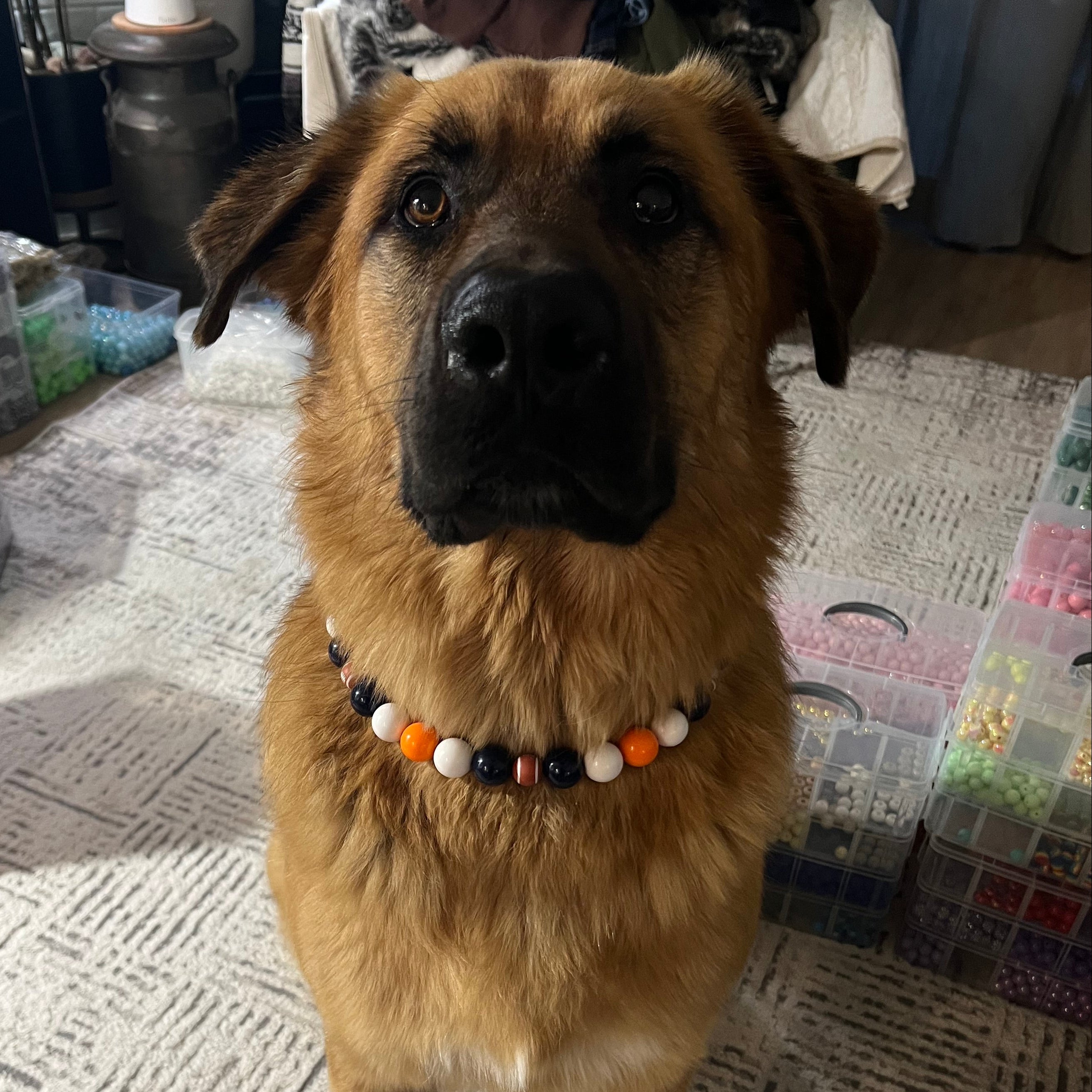 Dog standing on a textured floor with a colorful bead collar