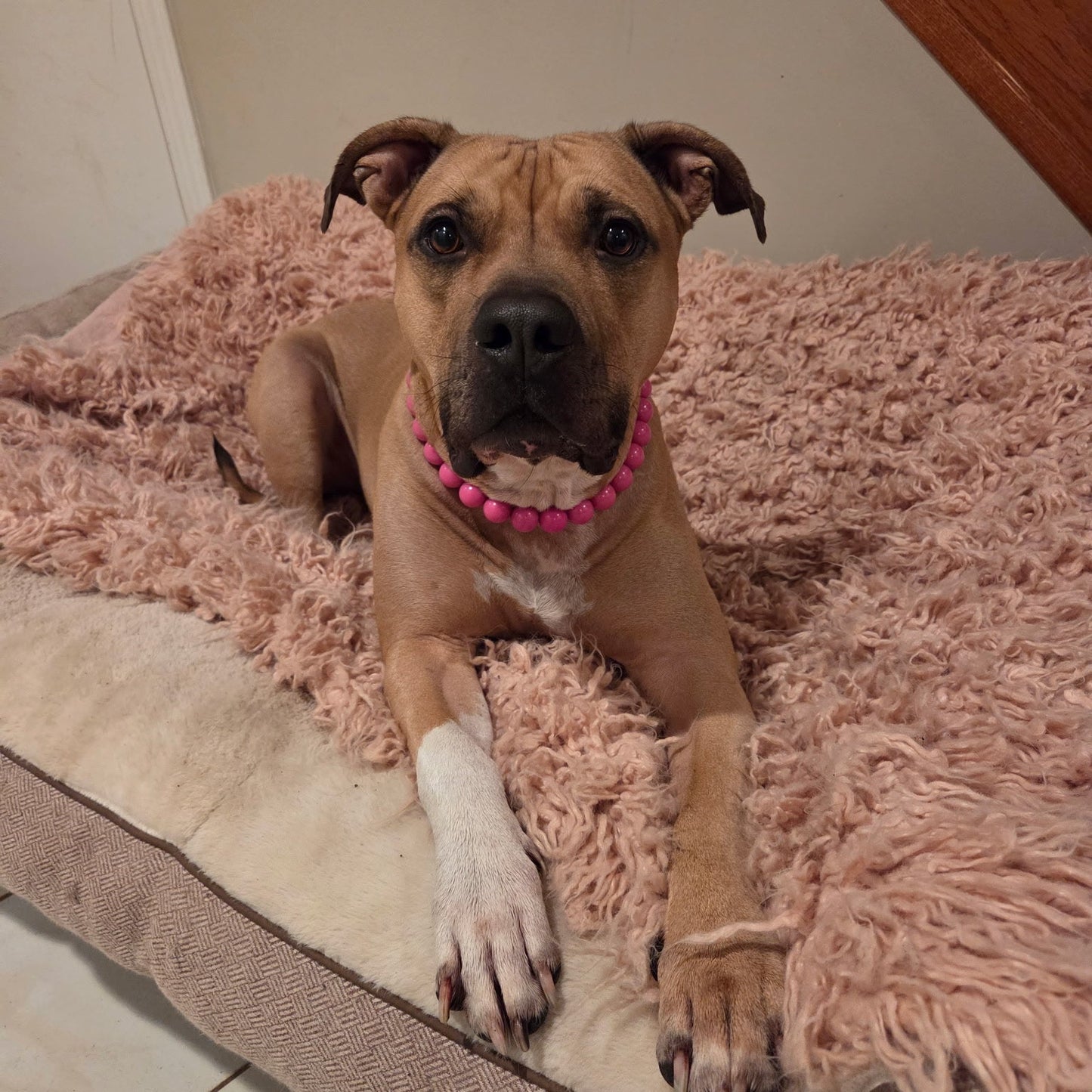 Dog lying on a pink blanket with a pink collar indoors.