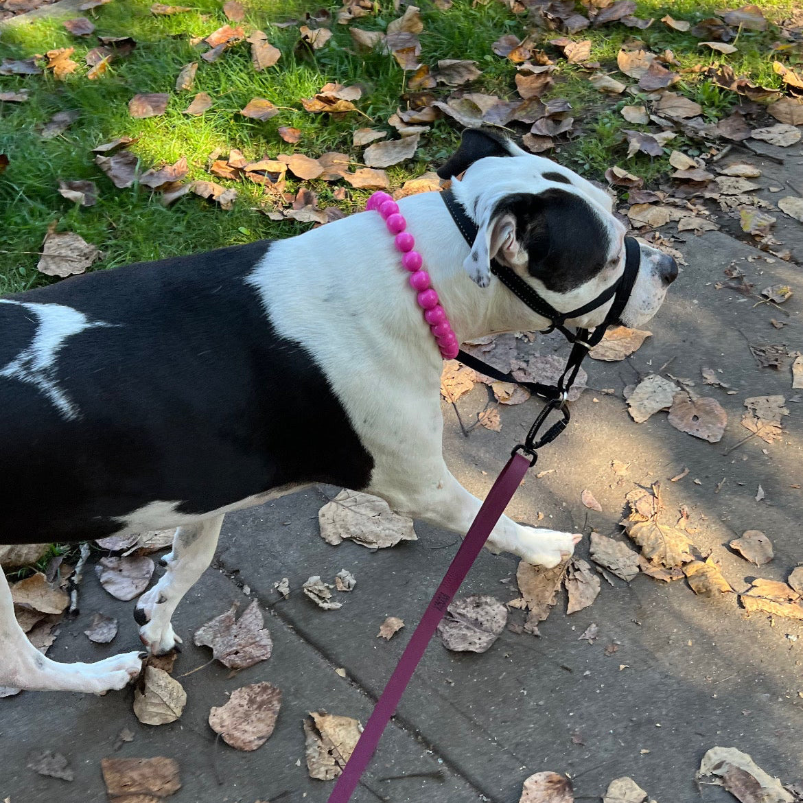 POPNCO Beatrice Beaded Pet Collar. Pink Solid Acrylic and Resin Beads on Aircraft Grade Stainless Steel Wire. Dog on a leash walking on a sidewalk with leaves scattered around