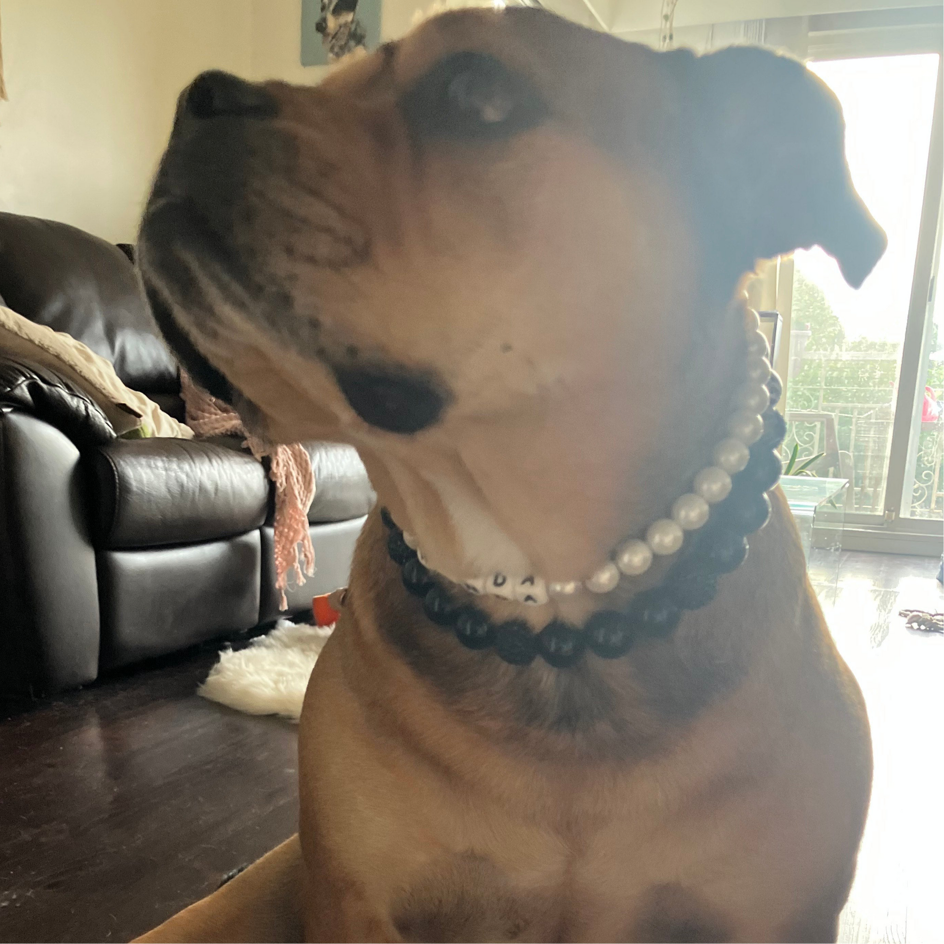 Dog wearing a pearl and beaded collar in a living room setting