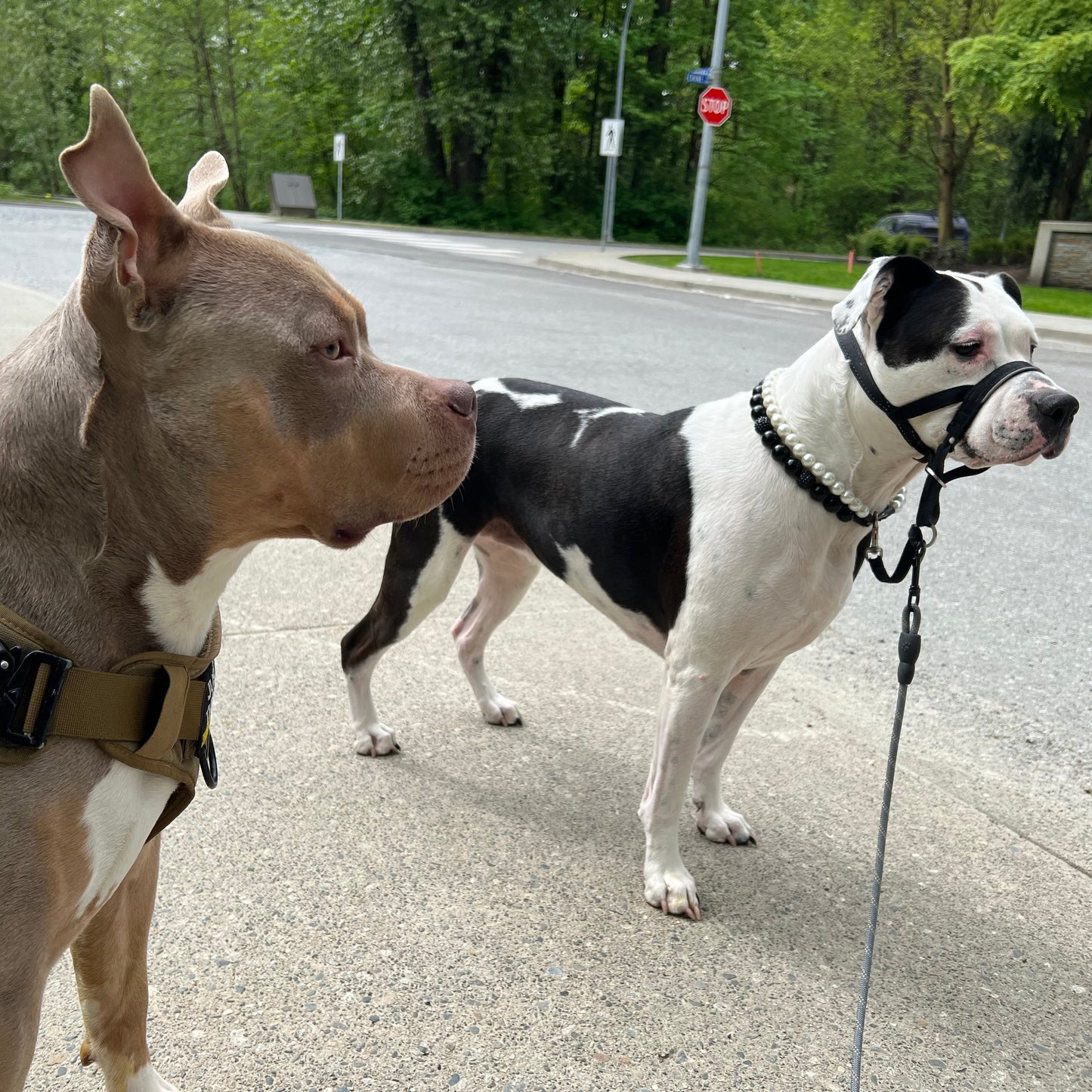 Two dogs on a leash walking on a road with trees in the background