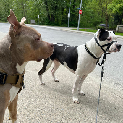 Two dogs on a leash walking on a road with trees in the background