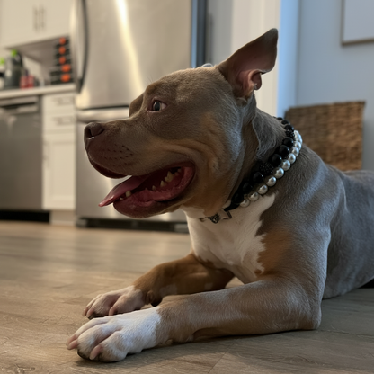 Pitbull wearing The Betty White - Double Strand Collection - Handmade Slip on Beaded Pet Collar made with a strand of small pearl acrylic beads and black acrylic beads - customizable - Durable