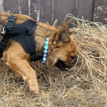 Custom Collar - BLUE JEANS