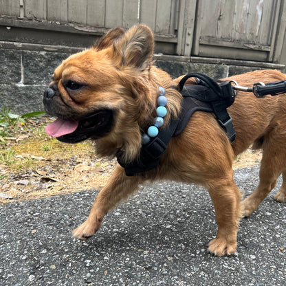 Custom Collar - BLUE JEANS