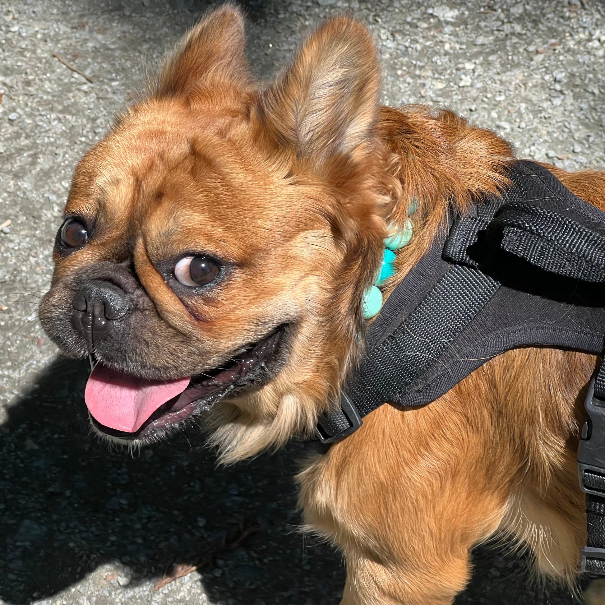 Slip on beaded dog collar in shades of teal worn by a French bulldog also known as a furry Frenchie. 