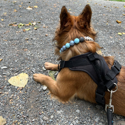 Custom Collar - BLUE JEANS