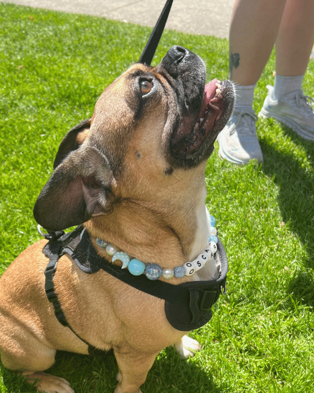 Dog on a leash, standing on grass wearing the Light Blue Beaded pet Collar Blue Moon from POPNCO 