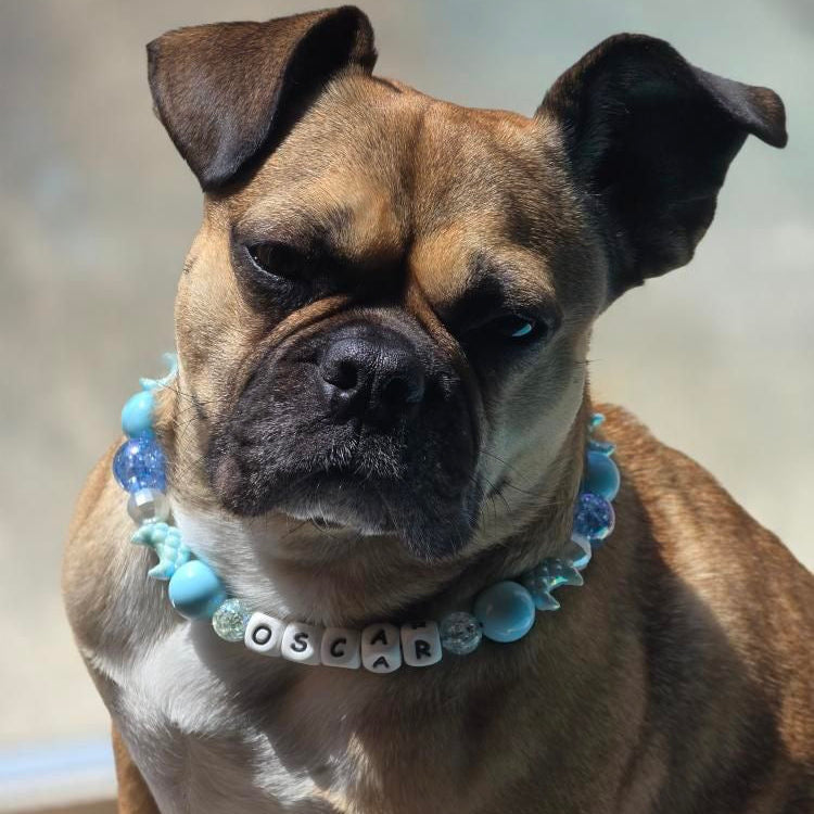 Dog wearing a blue beaded collar with 'Oscar' on a blurred background