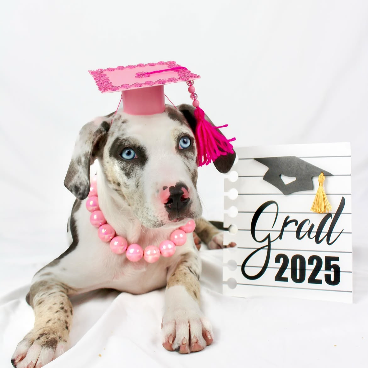 Dog wearing a pink graduation cap and beads with a 'Grad 2025' sign on a white background