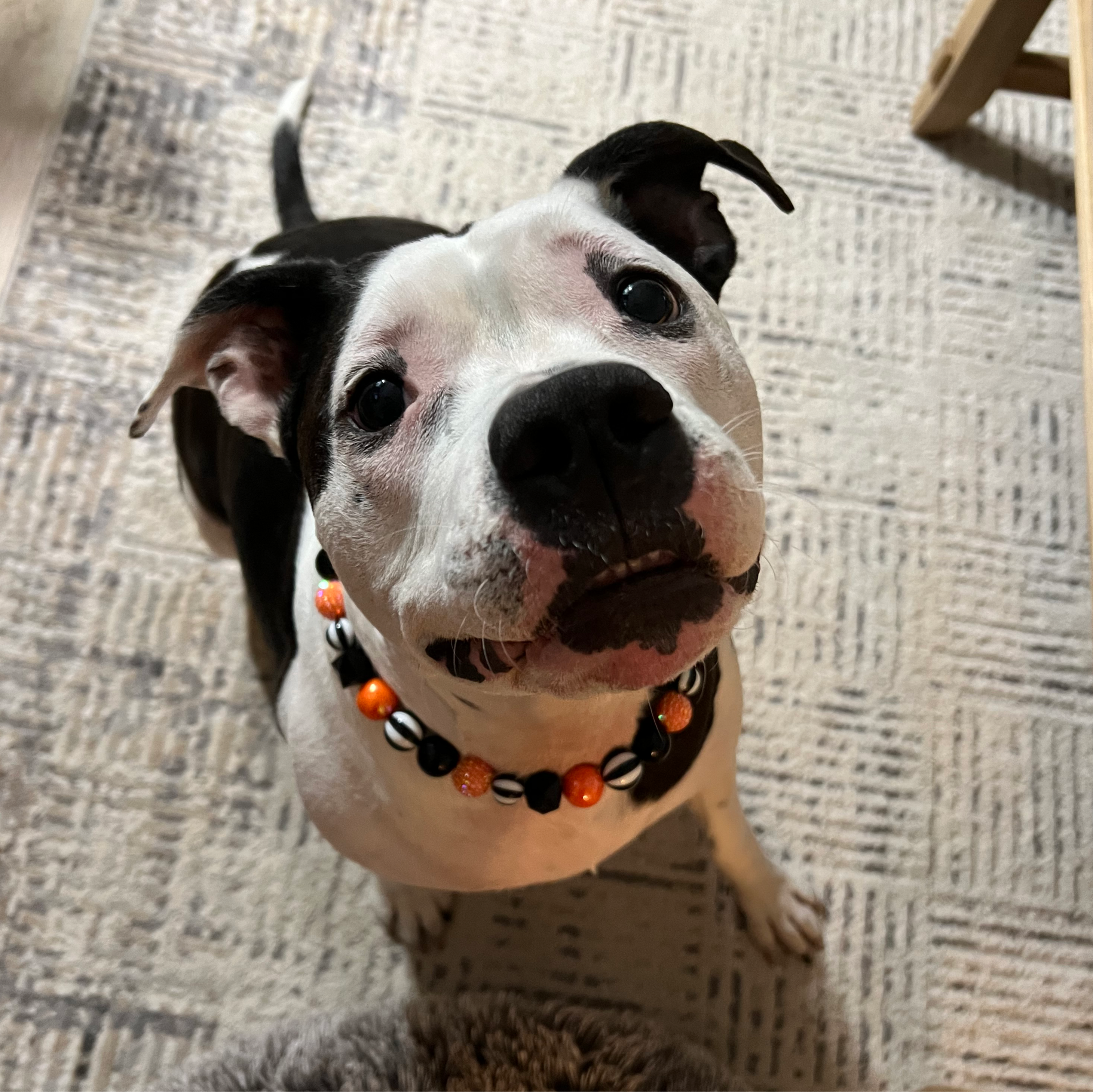 POPNCO Burton Beaded Pet Collar from the Spooky Collection featuring alternating solid black, black and white circus, black hex and orange AB shiny with orange rhinestone bayberry acrylic beads. Poppy the dog sitting and looking at the camera with big puppy dog eyes wearing the Burton collar. its Halloween Theme in Oranage and Black with Circus Theme Black and White Stripe Beads.  POPNCO