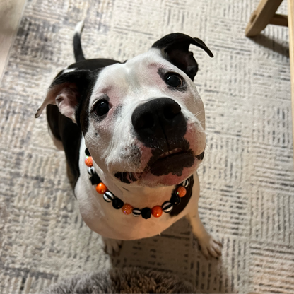 POPNCO Burton Beaded Pet Collar from the Spooky Collection featuring alternating solid black, black and white circus, black hex and orange AB shiny with orange rhinestone bayberry acrylic beads. Poppy the dog sitting and looking at the camera with big puppy dog eyes wearing the Burton collar. its Halloween Theme in Oranage and Black with Circus Theme Black and White Stripe Beads.  POPNCO