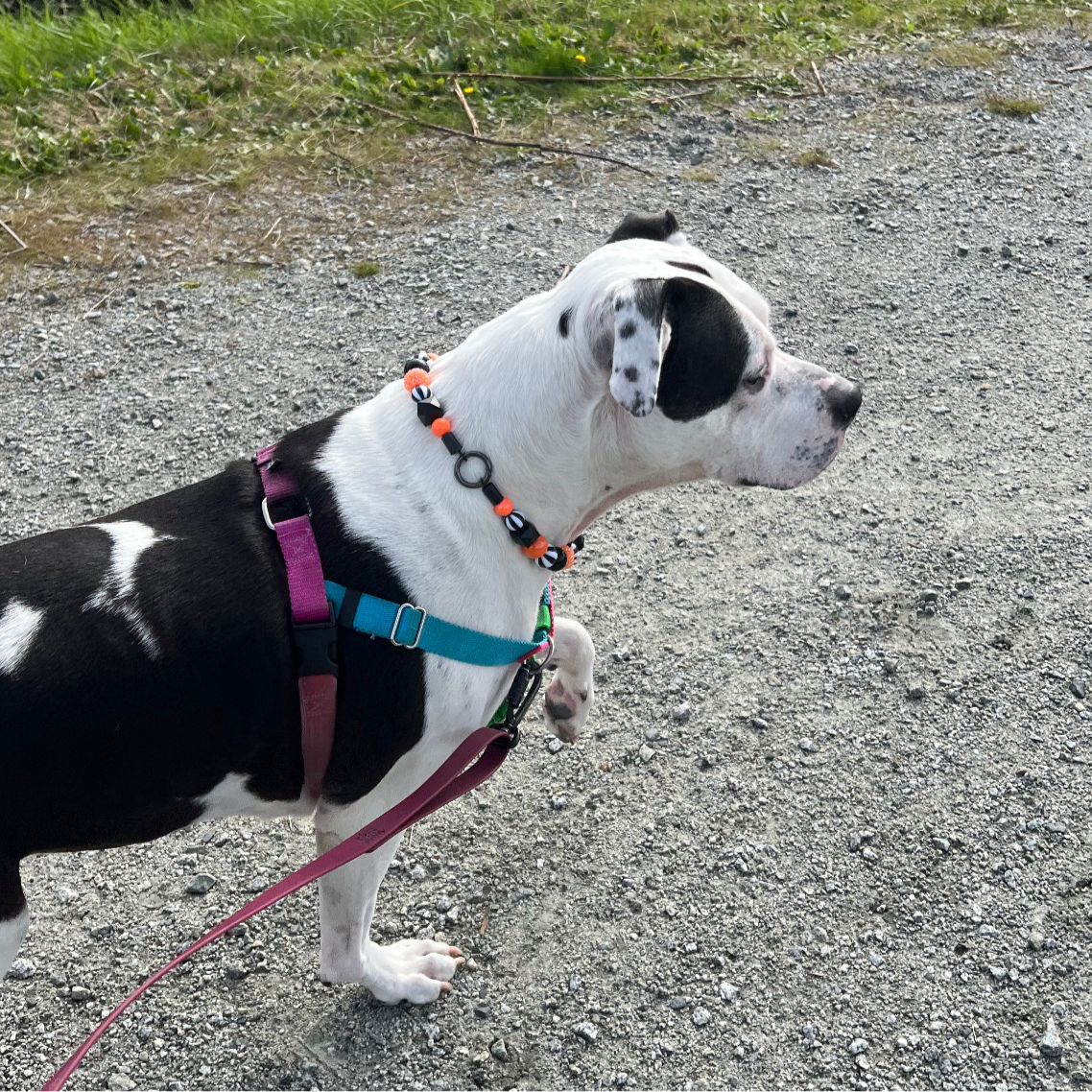 POPNCO Burton Beaded Pet Collar from the Spooky Collection featuring alternating solid black, black and white circus, black hex and orange AB shiny with orange rhinestone bayberry acrylic beads Poppy Mid Step on a Walk wearing the Burton Halloween Theme Collar. The Collar is Bright Oranage black and White and features Circus theme black and white stripe beads.  POPNCO