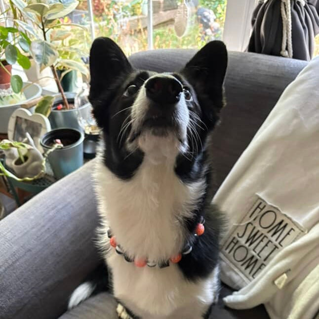 Black and white dog sitting on a couch with plants and a 'Home Sweet Home' pillow in the background