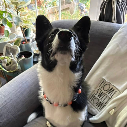 POPNCO Burton Beaded Pet Collar from the Spooky Collection featuring alternating solid black, black and white circus, black hex and orange AB shiny with orange rhinestone bayberry acrylic beads Black and white dog sitting on a couch with plants and a 'Home Sweet Home' pillow in the background POPNCO